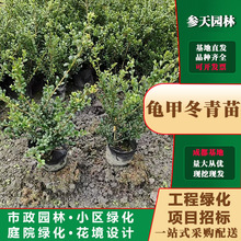 重庆贵州四川龟甲冬青大杯龟甲冬青小杯龟甲冬青袋苗龟甲冬青杯苗