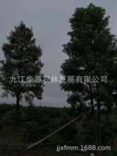 木蓮苗 木蓮苗批發 促銷價格 產地貨源 阿里巴巴