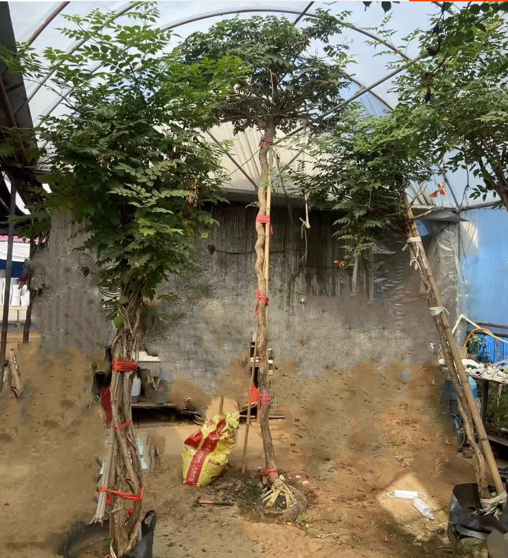 Дропшиппинг китайских саженцев клевера, вьющиеся растения в горшках со старыми сучками, морозостойкие цветы-фейерверки для балкона во дворе.