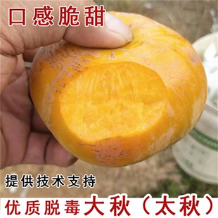 ̫��ĥ�P������ˮ������������Ә�޽Ӯ���Y���ش��ϱ����Nֲ
