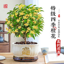 �ؼ�����������Ϙ��҃������滨��ֲ������_��������B��ʳ��