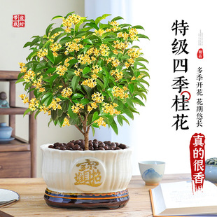 �ؼ�����������Ϙ��҃������滨��ֲ������_��������B��ʳ��