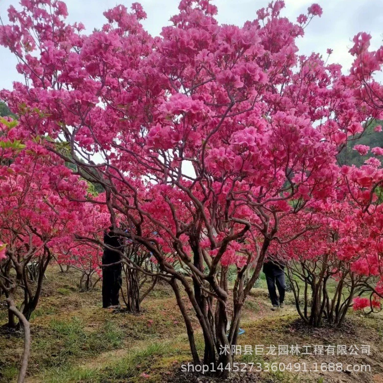 Нативные саженцы горного лавра, садовые азалии, цветочные бутоны азалий, горшечные растения, морозостойкие