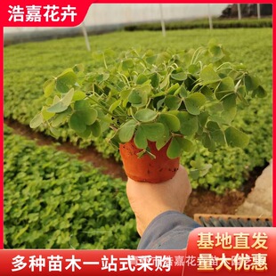 Safflower Wood Sorrel Red Flower Green Leaves Courtyard Lawn Florals Foliage Flower Bed Plant Perennial Purple Leaf Wood Sorrel