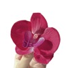 Advanced hair accessory, retro three dimensional hairgrip, high-quality style, french style, flowered