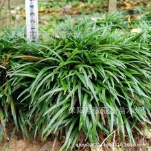 日本矮麦冬草苗正宗玉龙草苗北方冬季耐寒庭院绿化植被草坪沿阶草
