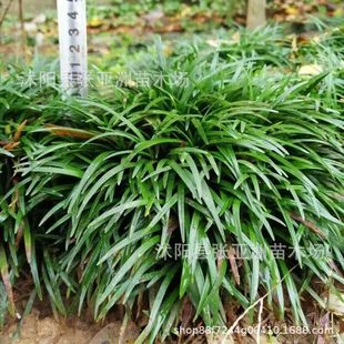 �ձ����������������������籱�������ͺ�ͥԺ�G��ֲ����ƺ���A��