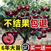 车厘子树苗樱桃树南方北方种植盆栽庭院果树矮化樱桃树大樱桃