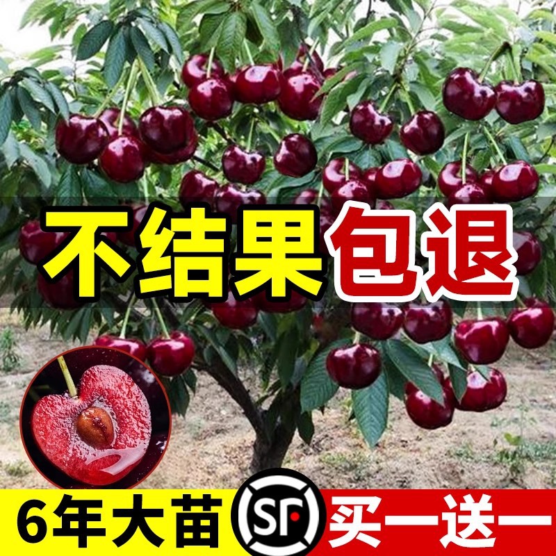 车厘子树苗樱桃树南方北方种植盆栽庭院果树矮化樱桃树大樱桃