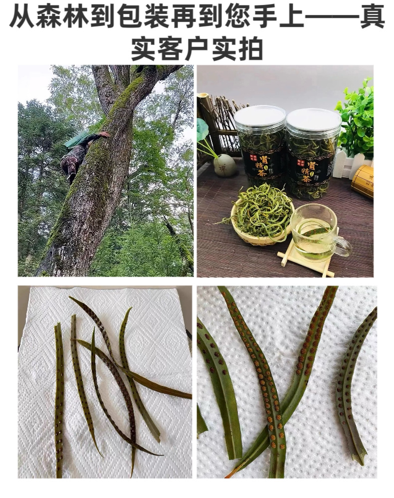 Shen Jing Cao Kidney Essence Tea Wild Dried Herb for Daily Infusion 100g with Goji quality and texture