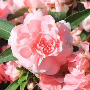 Impatiens seeds seeds double camellia balcony potted indoor student experiment four seasons easy to dye henna seeds