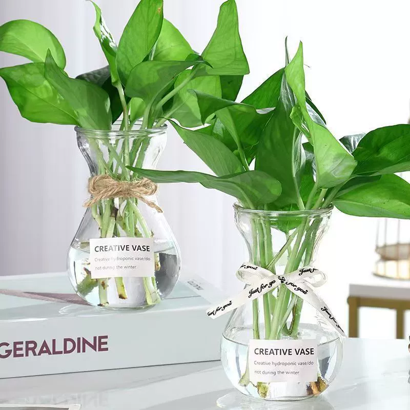 Оптовая продажа стеклянных бутылок для гиацинтов, простых стеклянных ваз для гидропоники, стеклянных бутылок для плюща, стеклянных бутылок для воды и цветов.