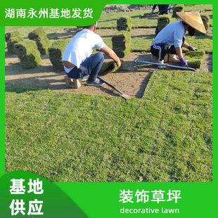 Greening Turf Wholesale Real Grass Engineering Lawn with Soil-Free Cutting Taiwan Grass Manila Green Grass Courtyard Garden