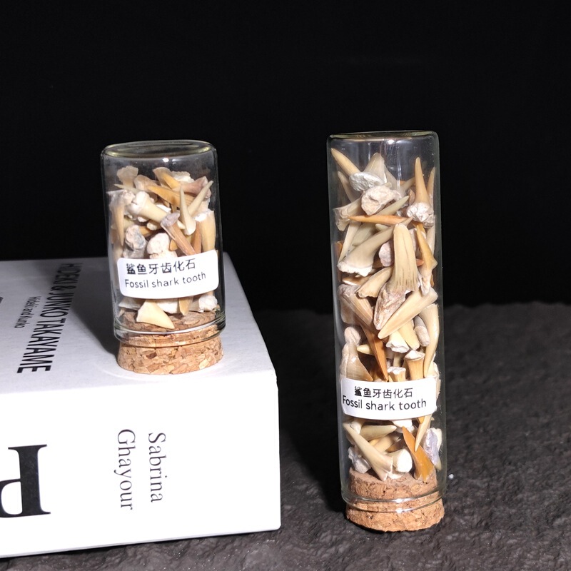 Natural Paleontological Fossil Ornaments Bottled Shark Teeth Shell Raw Stone Specimen Geological Popular Science Collection Gift