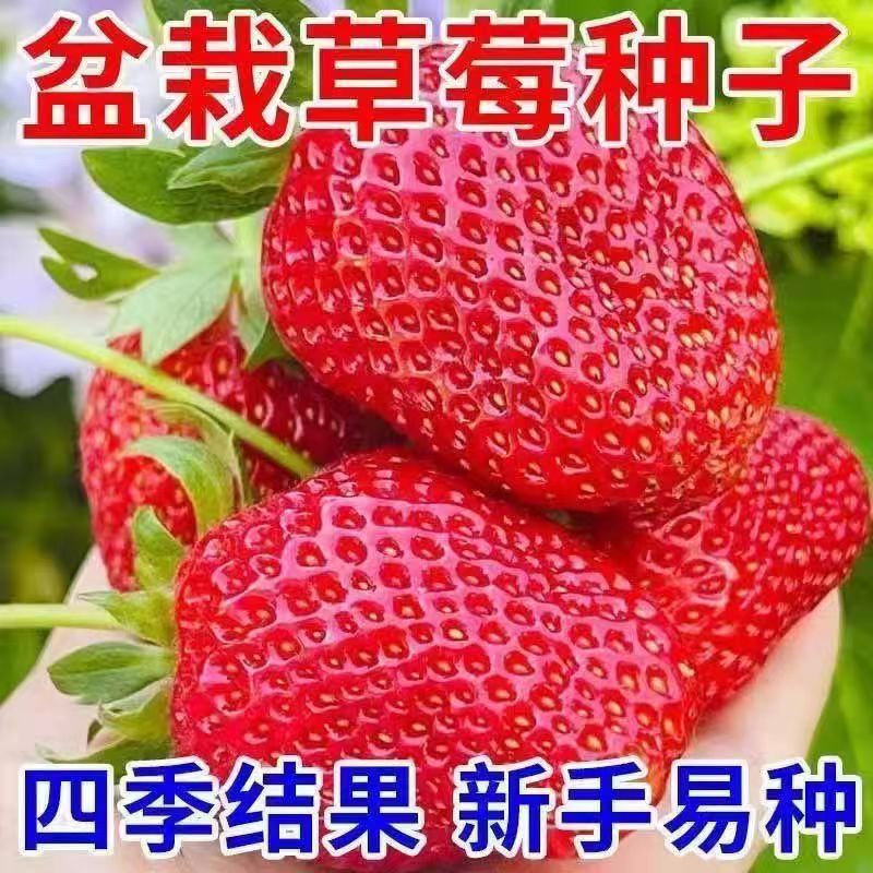 Four Seasons Cream Strawberry Seeds Consumption Sweet Fruit…