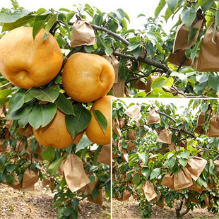 �S���״����ô������״��p�����״�����������B��ˮ�Ӻ�ˮ���״�