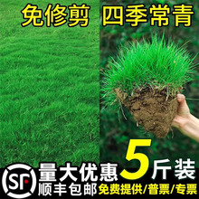 ̺ݲļͺͺo¹޼RƤƺN