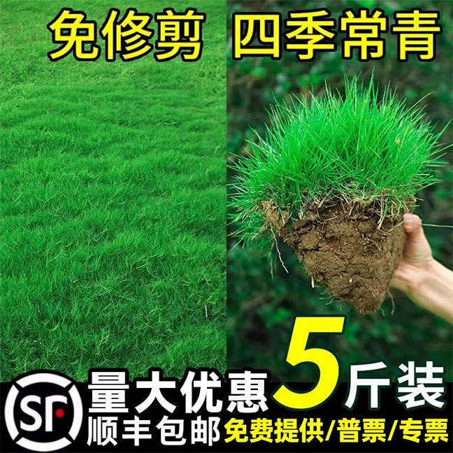 Семена ковровой травы четыре сезона зеленые морозостойкие и устойчивые к засухе