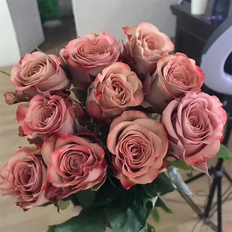 四季咲きのバラの花苗、特大の花つる苗、屋内外のバルコニー鉢植えバラ|undefined