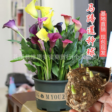 进口马蹄莲种球大球带芽多年生室内室外盆栽彩色四季不断开花植物