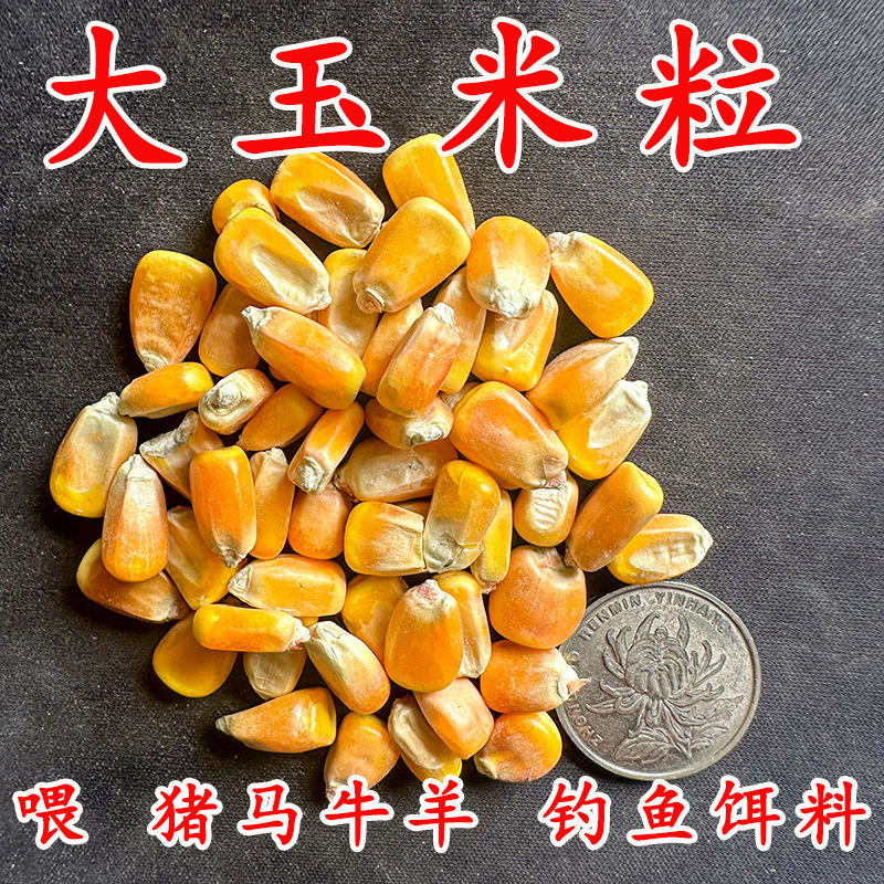 24年新東北大トウモロコシ粒10斤は鶏鴨ハトの食糧に釣りをして新しい穀物の乾燥トウモロコシ粒ハトの食糧を作った|undefined