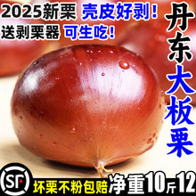 ���|�������������r���lҰ��С�Fë10���w�����r�Ү����߲�2025��