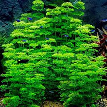 小宝塔水草新手无需二氧化碳淡水阴性造景后景草鱼缸增氧绿植