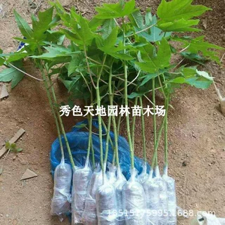 四季木瓜果树果苗冰糖红心水果木瓜特大苗果树庭院南北方种植盆栽