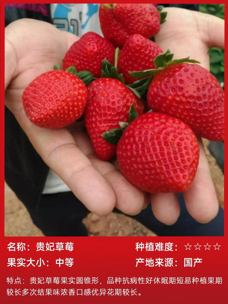 皇妃イチゴ 15本（土で生きたもの）と無料肥料