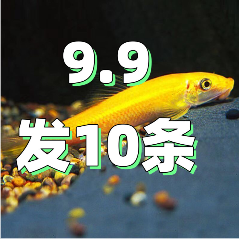 Peces limpiadores, musgo dorado, ratas, peces, ratas, herramientas de limpieza de acuarios, tres espadachines para comer musgo para eliminar algas, envío gratuito.