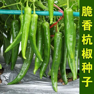 ����һ̖�����N�� ��������΢���⽷�߲��� �̨�ˈ@���Ծ��ɷNֲ