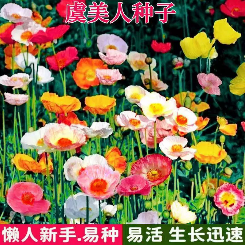 Семена мака Четыре сезона Цветение Сад Балкон Многолетний ледяной Мак Домашние и уличные семена цветов