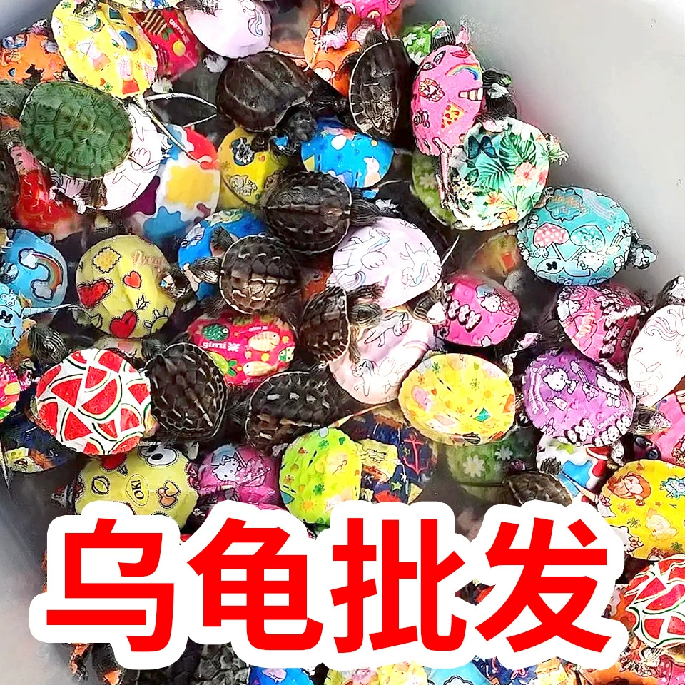 Маленькая черепаха живая черепаха Оптовая продажа бразильской черепахи