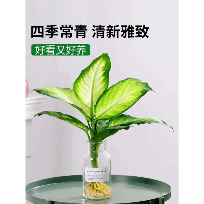 Gold Marian Hydroponic Plant Findai Wannian Green Potted Lazy Man Green Plant Indoor Desktop Purifying Air and Good Raising