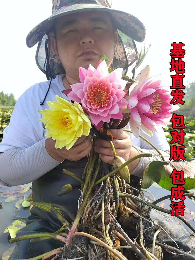 Пруд декоративный в горшках гидропонная водяная Лилия рассада пруд для разведения рыбы водные растения маленькая водяная Лилия корневой блок рассада Лотос