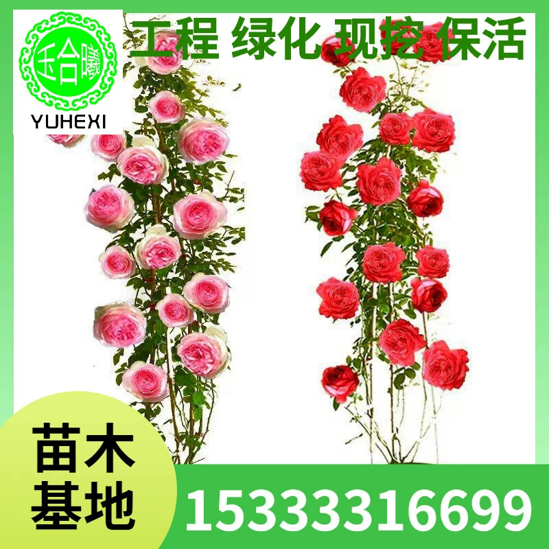 Оптовые розы Флорентина, красные розовые саженцы, вьющиеся растения, цветущие в любое время года, ароматные саженцы, морозостойкие.