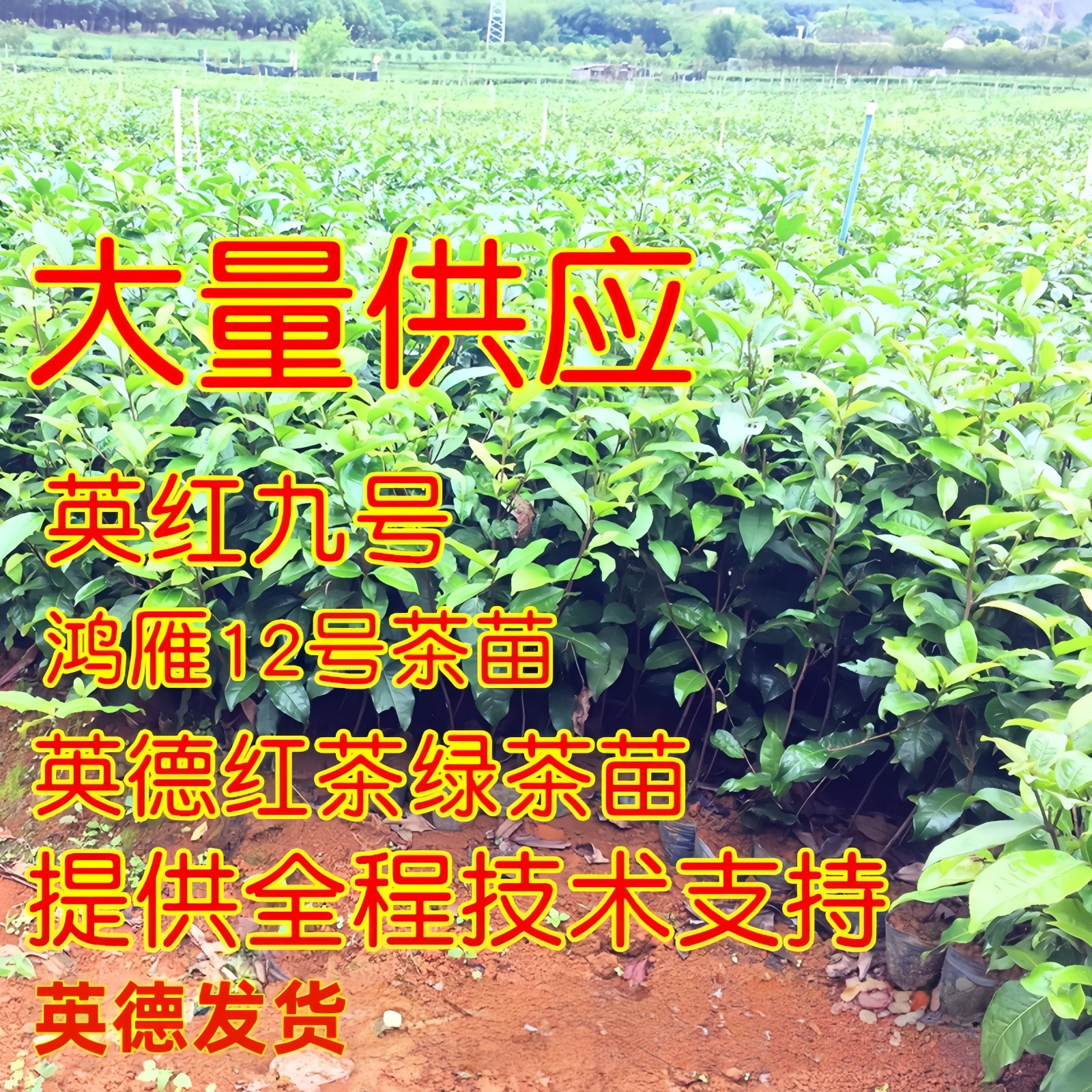 英德红茶英红九号茶苗批发鸿雁十二号12号绿茶苗单丛普洱茶苗白茶
