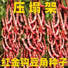 �t���h�Ͷ��ǷN���S���h�Ͷ����＾ܿ���߲˷N�џo��ܶ��ļ�����