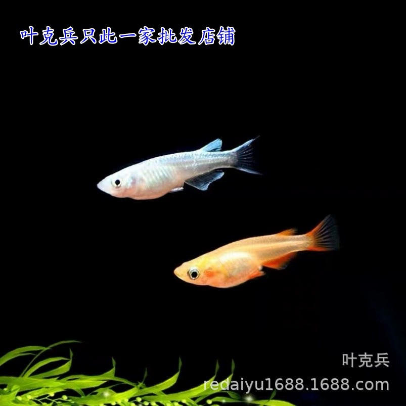 Холодная вода декоративные рыбы устойчивы к низкой температуре