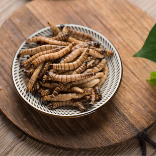 Arowana Gecko Maned Lion Lizard Insect Feed Fresh Barley Insect Cricket Cockroach Mealworm Protein Nutritional Snacks