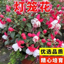 \NӴtɫ\ļ_m҃ͥ͢Ժ̨Լt\