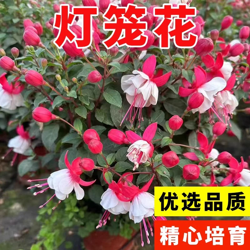 Семена цветов-фонариков, цветок большого красного фонаря, цветет в любое время года, дворцовый цветок, цветок красного фонаря в горшке на внутреннем дворе, балконе