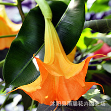 �����_ ���N�� ����ͥԺ���@�Nֲ��ɫ��ɫ���Ļ��G�����Ի��N��