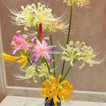 红花玫瑰黄花石蒜种球耐寒庭院花园园林多年生花卉曼珠沙华彼岸花