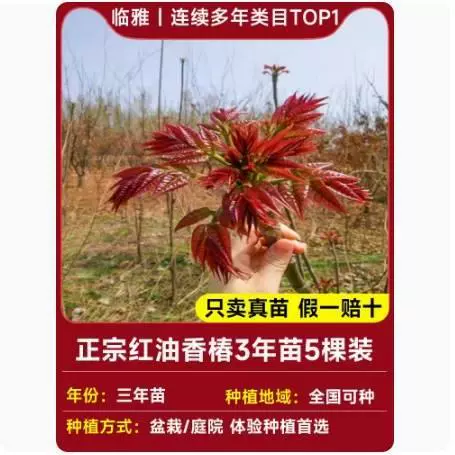Tuona (Toona sinensis) красно-листная саженец, съедобные ароматные весенние почки — саженцы 1–12 лет, 40–110 см