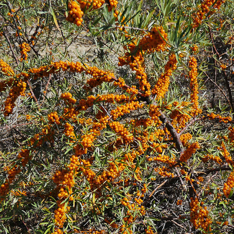 Frozen Sea Buckthorn Berries Small Fruit Sha Ji 1 kg Inner Mongolia Fresh Frozen key features
