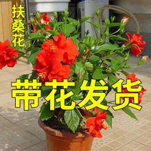 ɣذꎧtɫĵ̨ļ_ֲ҃Gֲ