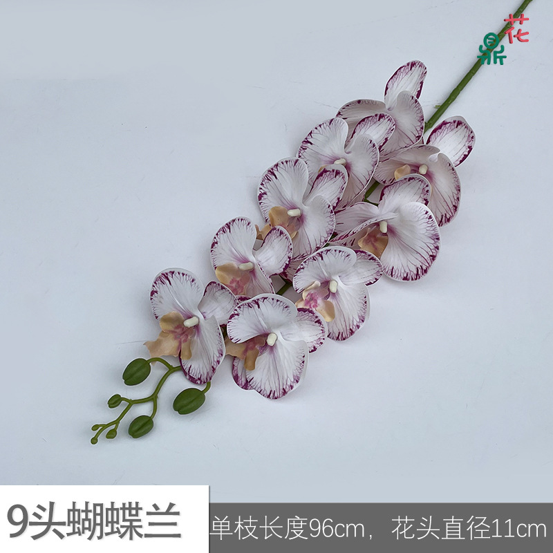 9 phalaenopsis GFG #25 노란색 코어 보라색 가장자리 패턴 흰색