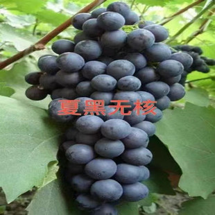 �ĺ������� �ؑc������ �Ĵ������� ��������� �F��������