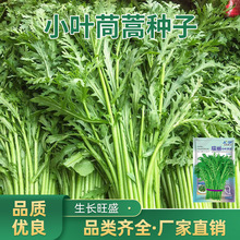 小叶茼蒿种子皇帝菜种籽光杆蒿子秆四季阳台盆栽庭院播种蔬菜种子